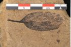 Foto (Detailansicht) von Plantae indet.  (NHMW-GEO-2024-0188-11416)